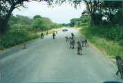 Monkeys_in_So_Africa.jpg (31712 bytes)